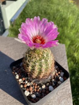 Thelocactus schwarzii